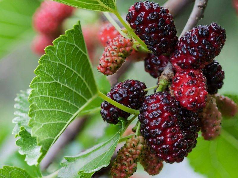 Шелковица купить саженцы из питомнике в Пензе