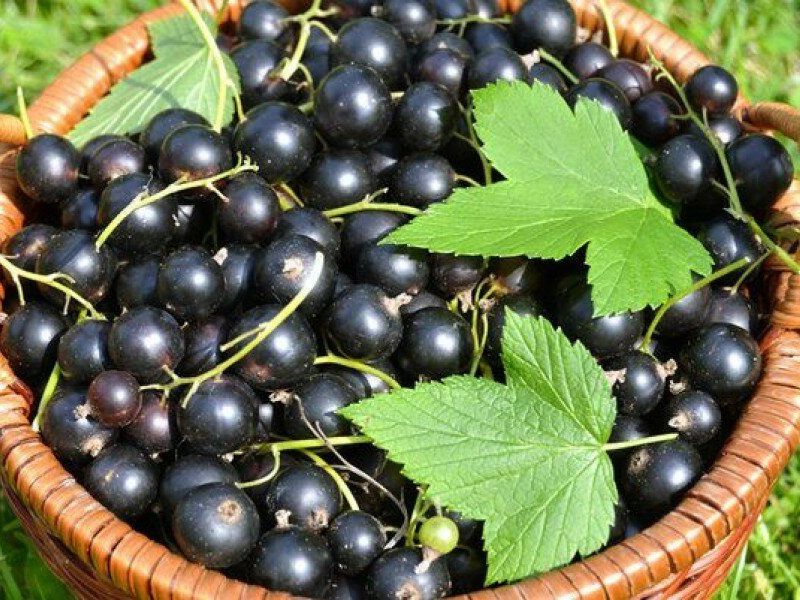 Смородина купить саженцы из питомника в Пензе
