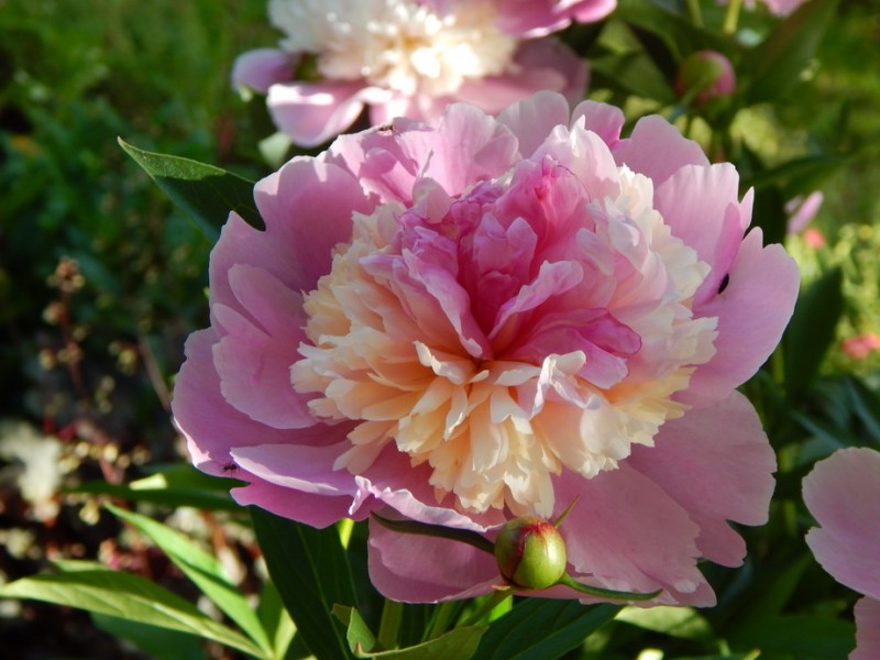 Пионы купить саженцы из питомника в Пензе