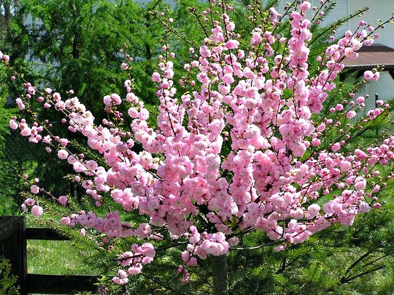 Миндаль купить саженцы из питомника в Пензе
