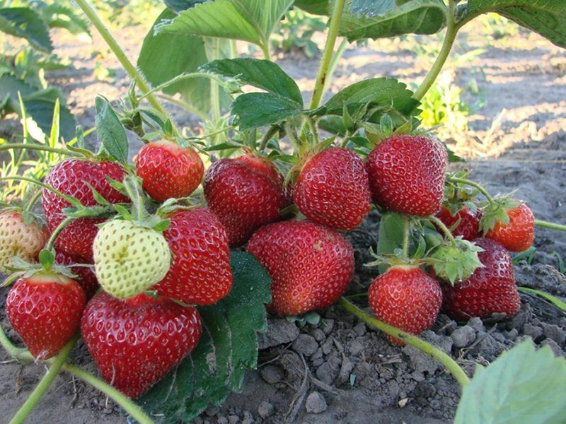 Клубника купить саженцы из питомника в Пензе
