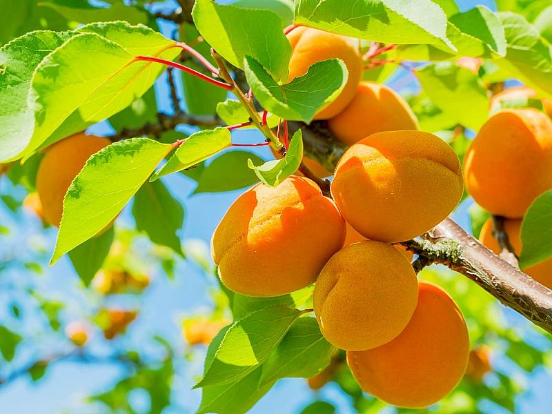Абрикос купить саженцы из питомнике в Пензе