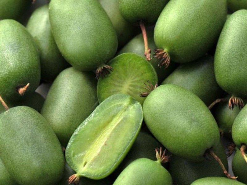 Актинидия купить саженцы из питомнике в Пензе
