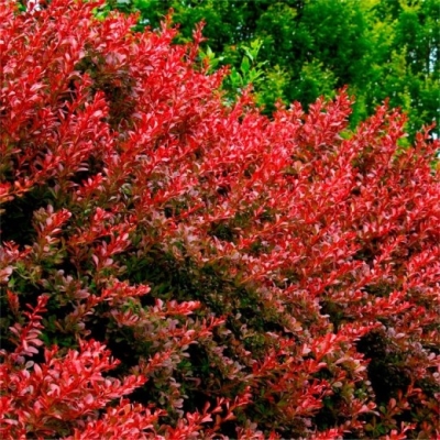 Барбарис "ВЕНИС"