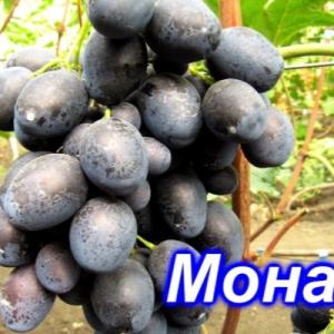 Виноград "МОНАКО"