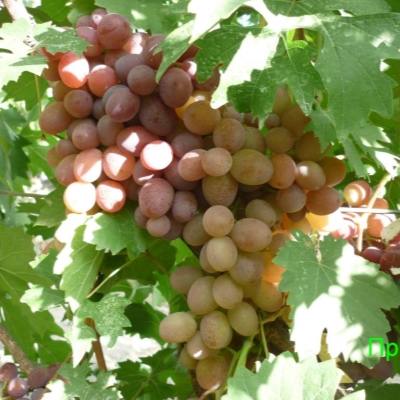 Виноград "ПРИМА"